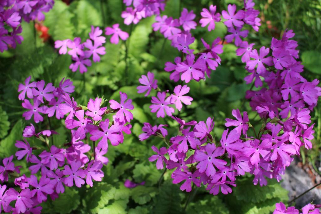 Pension Candytuft Karuizawa Exterior foto